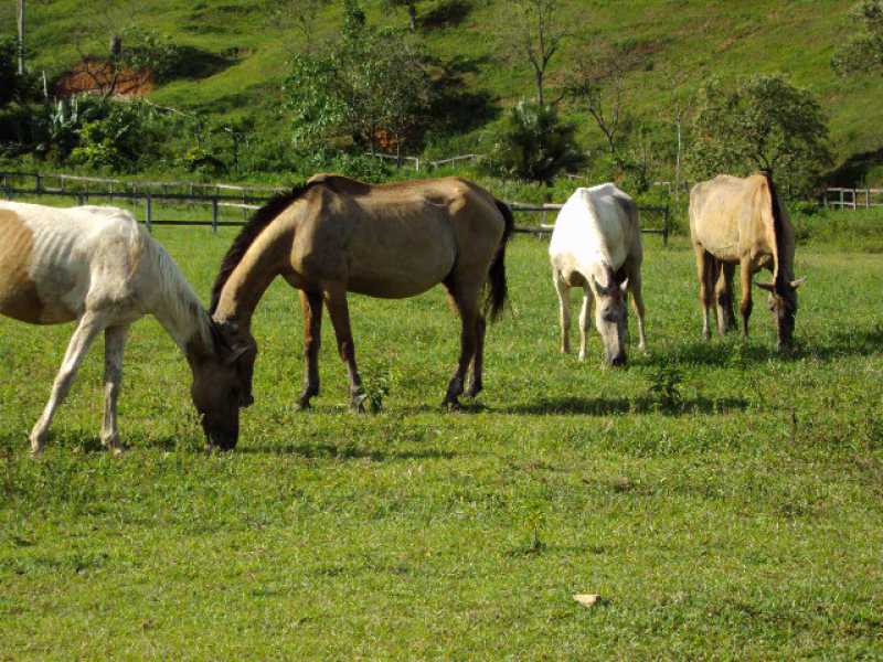 Conheça 1 do imóvel - Fazenda 4628250m² à venda Cantagalo, Guapimirim - R$ 1.400.000 - 505 - 1 1 - 1